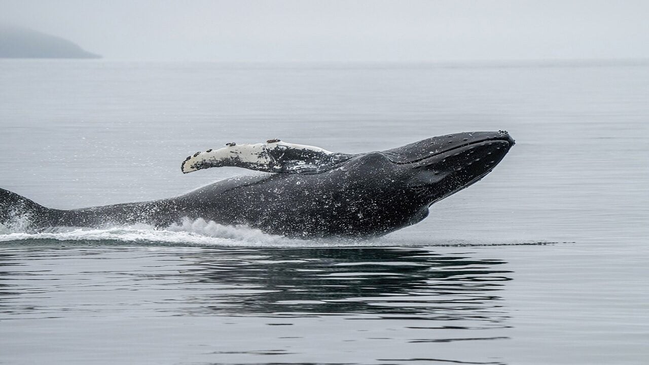 Whales 'Quietly Bought' the $60K Bitcoin Dip as Whale Ratio Hits 61.6%